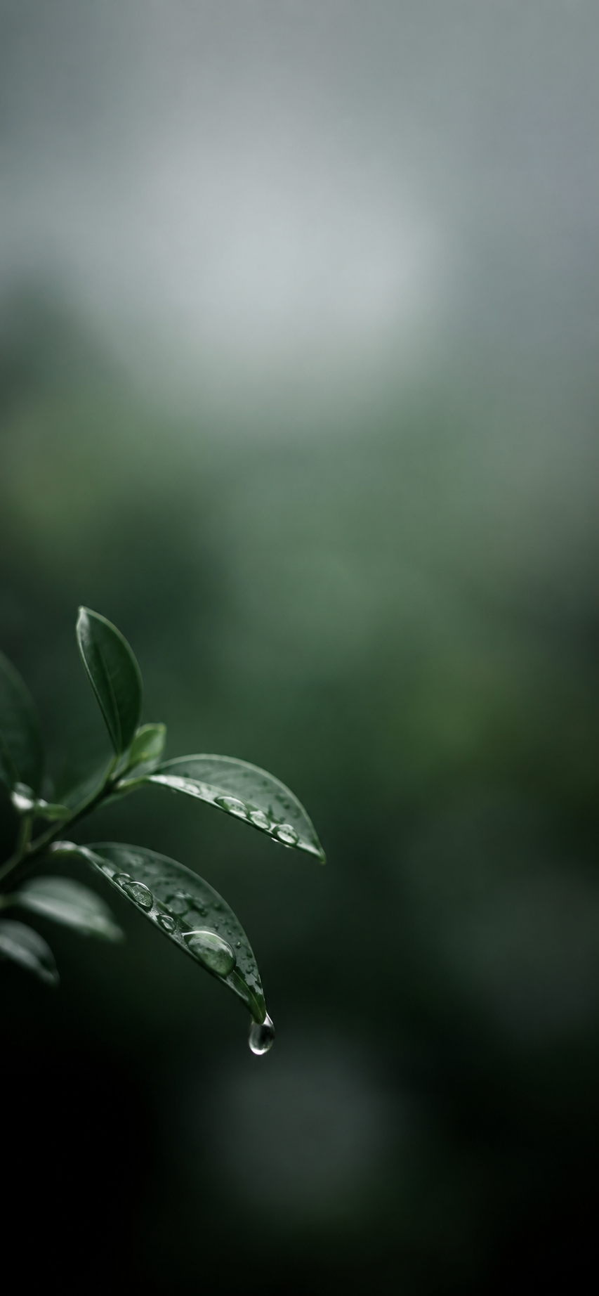 Quiet Rain #01 – "Morning Dew"