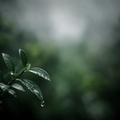Quiet Rain #01 – "Morning Dew"