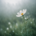 Quiet Rain #13 – "Quiet Bloom"