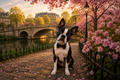 Paws & Heart #14 - “Spring Blossoms”
